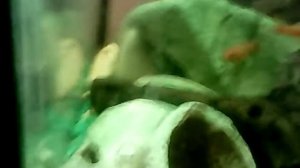 Сом гиринохейлус золотой- содержание и разведение!