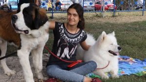 Выставка собак. Самоедская лайка и Сенбернар. Dog show. Samoyed Laika and St. Bernard.