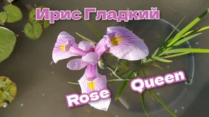 Ирис гладкий (Iris laevigata) 'Rose Queen' (Розе Квин)