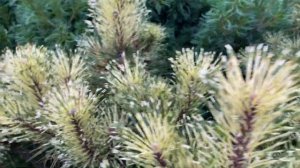 Сосна горная Саншайн. Pinus mugo Sunshine