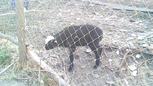 Ягненок / Lamb [HD] смотреть онлайн