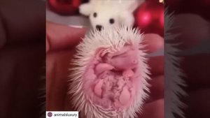 Милые животные! Видео с милыми детенышами животных, подборка самых милых животных №5