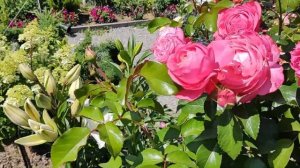 Роза Розовый Лед (Pink Ice) | Английская плетистая роза Розовый Лед /Pink Ice