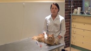 Глисты у кошек. То, о чем не пишут в инструкции.