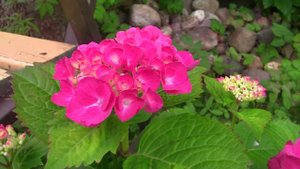 Гортензия Хот Ред. Уникальный проект. Дачные картинки.