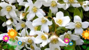 Чубушник лемуана. Краткий обзор, описание характеристик, где купить саженцы philadelphus lemoine