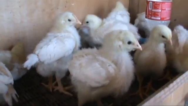 Содержание и Выращивание Цыплят в домашних условиях смотреть онлайн