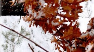 Почему на яблоне не опадают листья