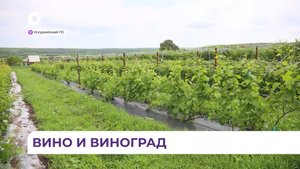 «Вино по-приморски»: дальневосточные виноградари и виноделы встретились для обмена опытом