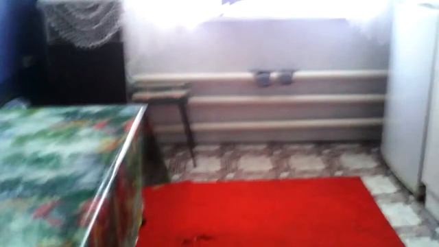 Наша жизнь N24 египетский кот смотреть онлайн