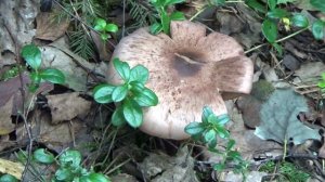 Паутинник коричневый в лесу. Как растет.