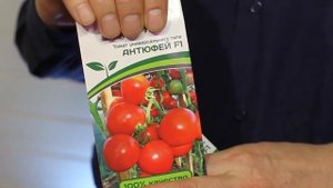 Выбираем лучшие гибриды томатов от фирмы "Партнёр".