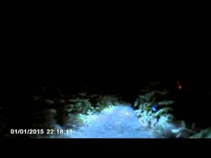 Это у нас вчера 19 ноября в лесу около дома...