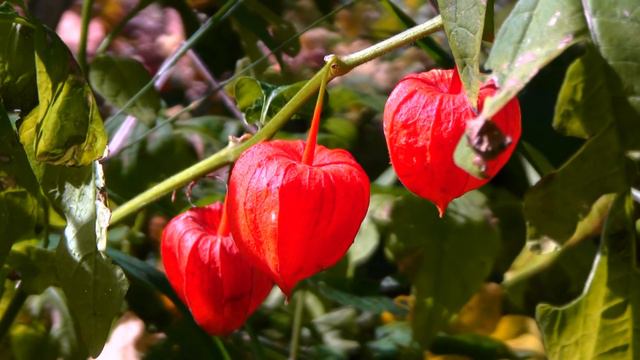 ВИДЕОФОН КРАСНЫЕ ЯГОДЫ ФЕЗАЛИС смотреть онлайн