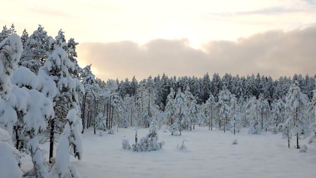 Свирский снежный лес