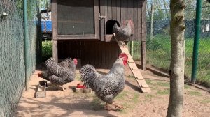 Куры породы Амрокс