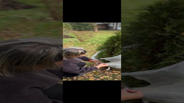 Укрытие (притенение) молодых туй от весеннего солнца