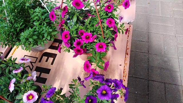 Моя коллекция калибрахоа!