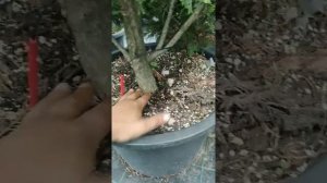 голд райдер часть 2 . посадка растения.