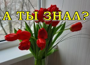 Как сделать так, чтобы ТЮЛЬПАНЫ  долго простояли в вазе🌷🌷🌷?  9 условий☝