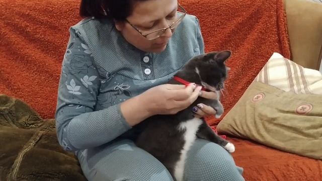 Шлейка для кошки. Противостояние | Так и живём | 14.02.2022 смотреть онлайн