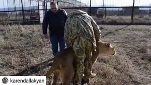 Эту встречу ждали ВСЕ! Лола и Карен встретились!!!!! Львы. Тайган. Lola and her savior!