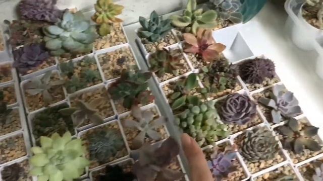 Шок. Клещи на суккулентах. Часть 1