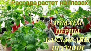 Обзор РАССАДЫ разных сроков посева.РАСТЕТ  НА ГЛАЗАХ и без супер-средств.