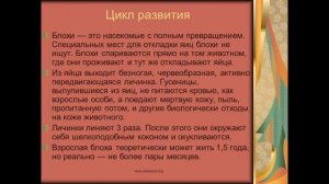 Отряд Блохи