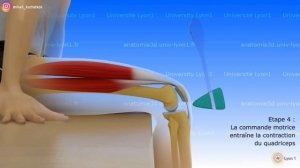 Миотатический рефлекс и его роль во время выполнения упражнений
