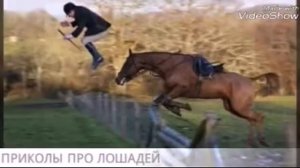 Приколы про лошадей!