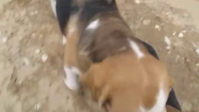 Щенок бигля (метис) с мамой смотреть онлайн