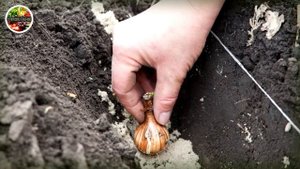 Высаживаем тюльпаны осенью! Все секреты осенних посадок луковиц тюльпанов!!!