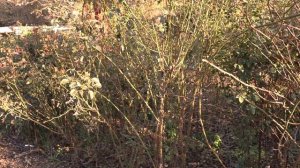обрезка роз весной, планы , питомник роз полины козловой rozarium.biz  , preparing roses for spring