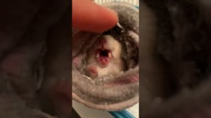 Хомяк ругается