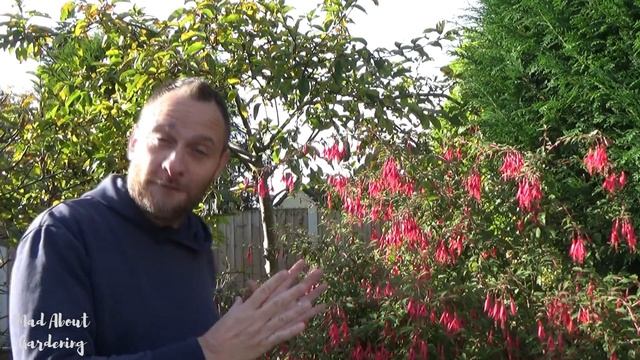 Growing Fuchsia magellanica for Late Season Colour | How to Grow Hardy Fuchsia | Shrubs for Shade смотреть онлайн
