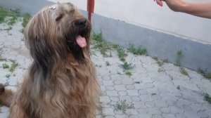 Добрый и большой бриар Динар. Good and big briar Dinar.