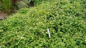 Хауттюния сердцелистная (дат. Kamæleonblad, лат. Houttuynia cordata). Ботанический сад Орхус, Дания.