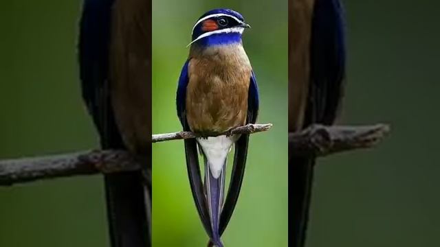 Волшебные птицы смотреть онлайн