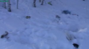 Петли на зайца, охота на зайца ( Установка петель ) Installation Loop