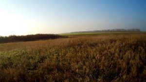 Охота на фазана в Ставропольском крае