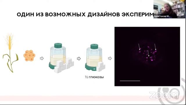 Лекция "Помогает ли аутофагия похудеть, и почему не всегда стоит доверять СМИ"