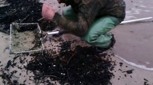 Сбор янтаря на пляже в Балтийске.