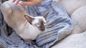 Симптомы и признаки отравления у кошек׃ советы ветеринара