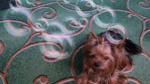 Все команды которые знает моя собака Микки 😊