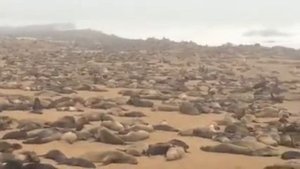 Намибия.Побережье Атрантического океана.Лежбище морских котиков.