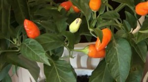 Мои горшечные перцы Обзор сортов.