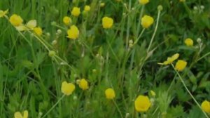 Чучевичи Chuchevichi