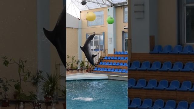 Невероятный крутой прыжок дельфина #shorts