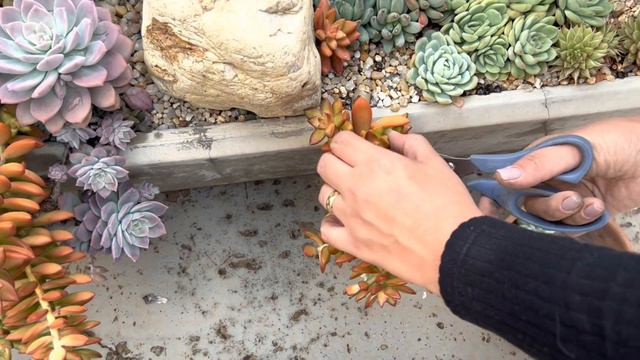 PASSO A PASSO LEMBRANCINHA DE SUCULENTAS DO NOSSO CASAMENTO 🍀 смотреть онлайн